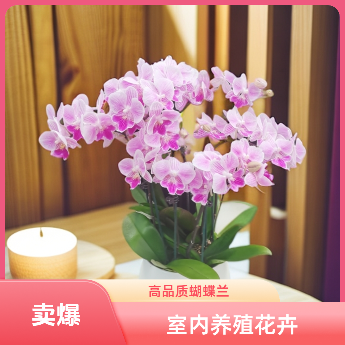 蝴蝶兰【露西】小花型蝴蝶兰盆栽室内绿植基地种植生长开花发货