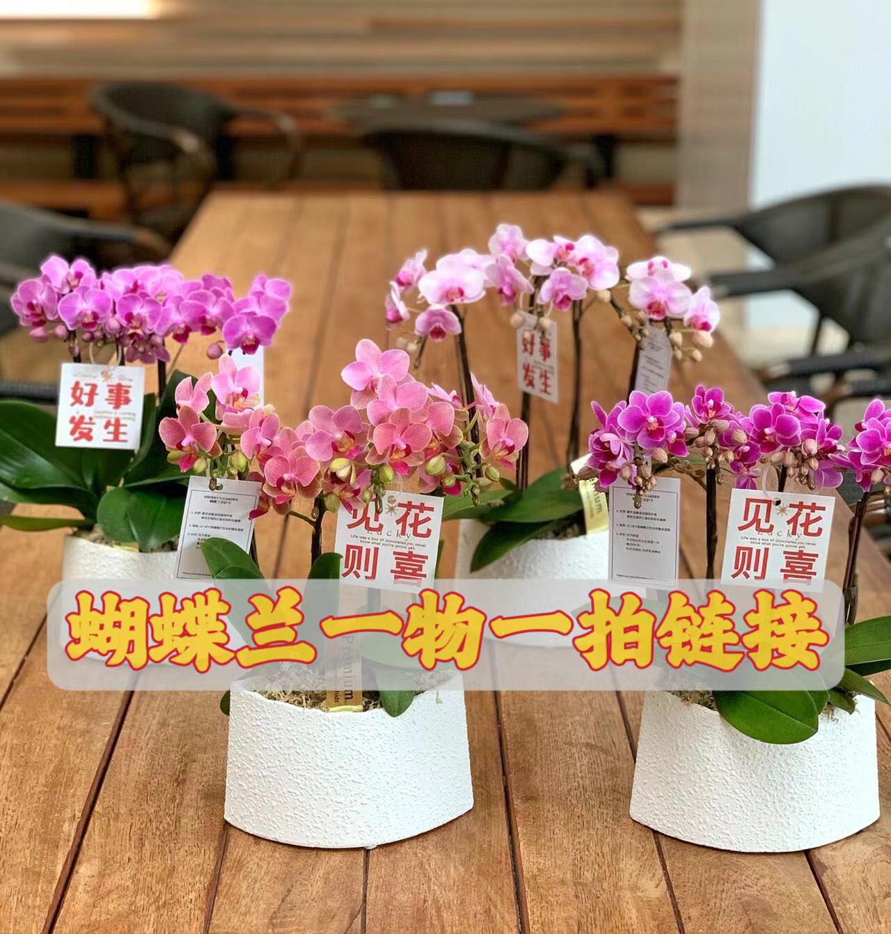 （蝴蝶兰以直播间展示为准-慎拍>拍下后需告知主播备注好下单发货)