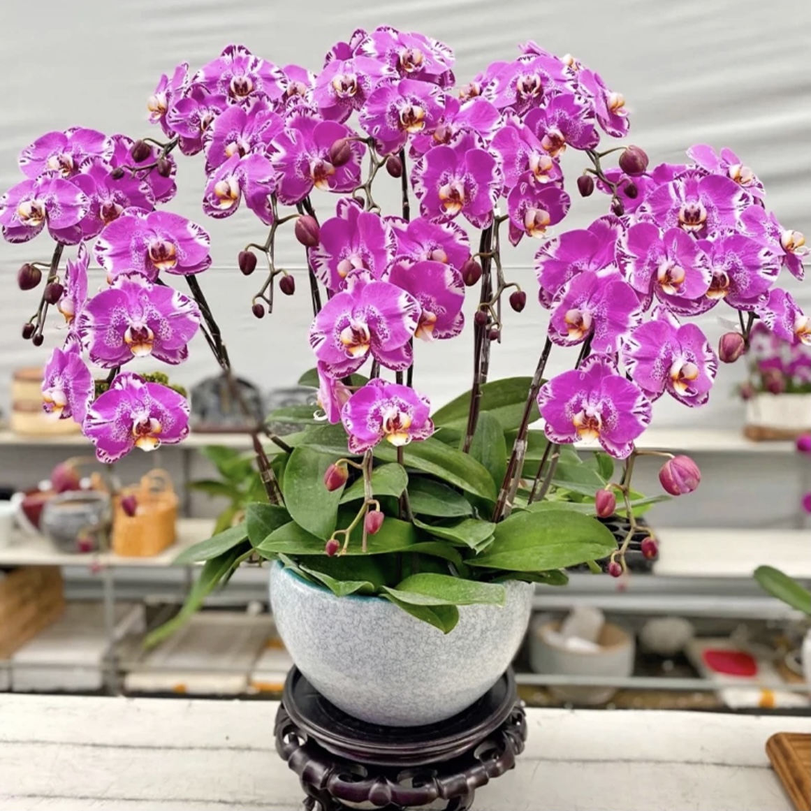 蝴蝶兰【藏宝图】紫色大花室内好养花期长带花苞鲜花