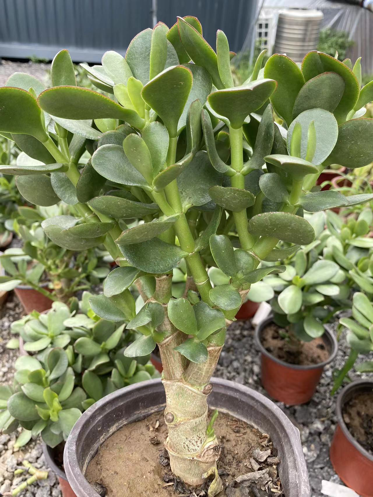 玉树多肉多肉植物老桩室内玉树盆栽多肉盆栽，带土球发货，不包损