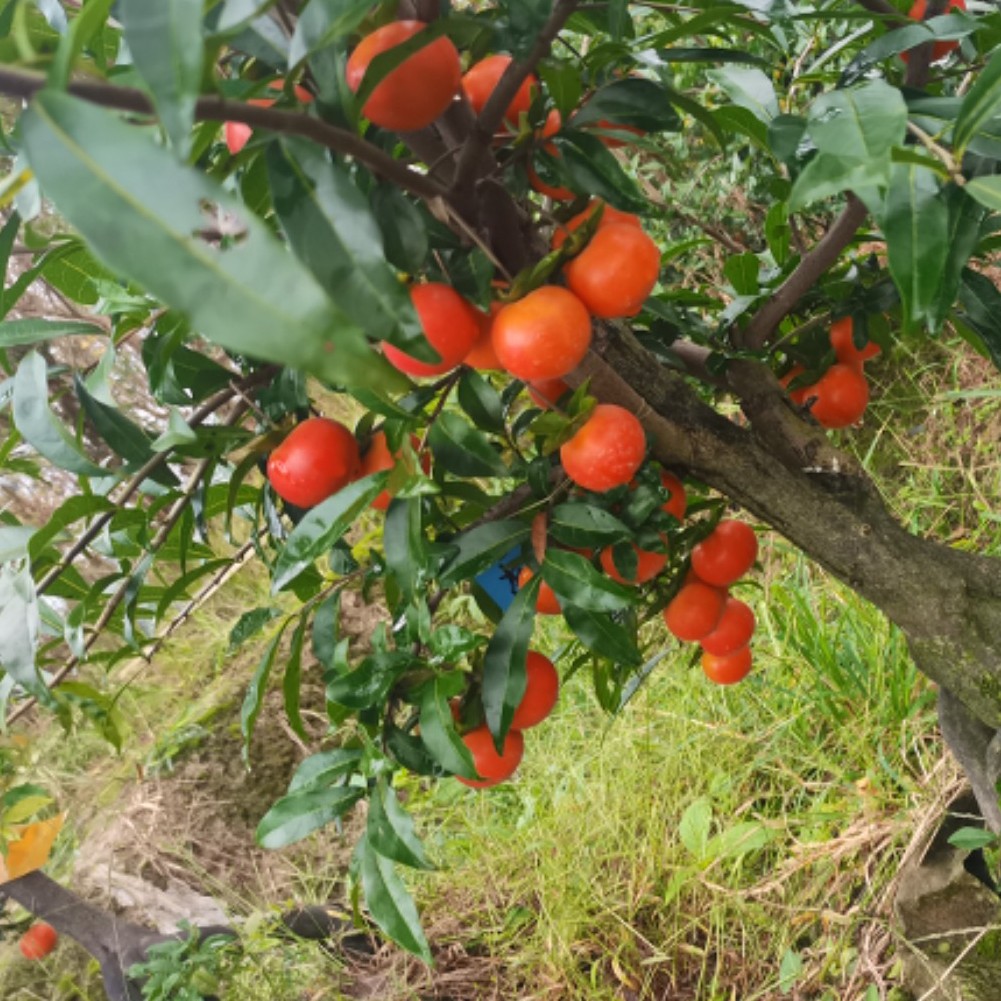 金弹子嫁接品种，一物一拍，一切以直播间实物为准！