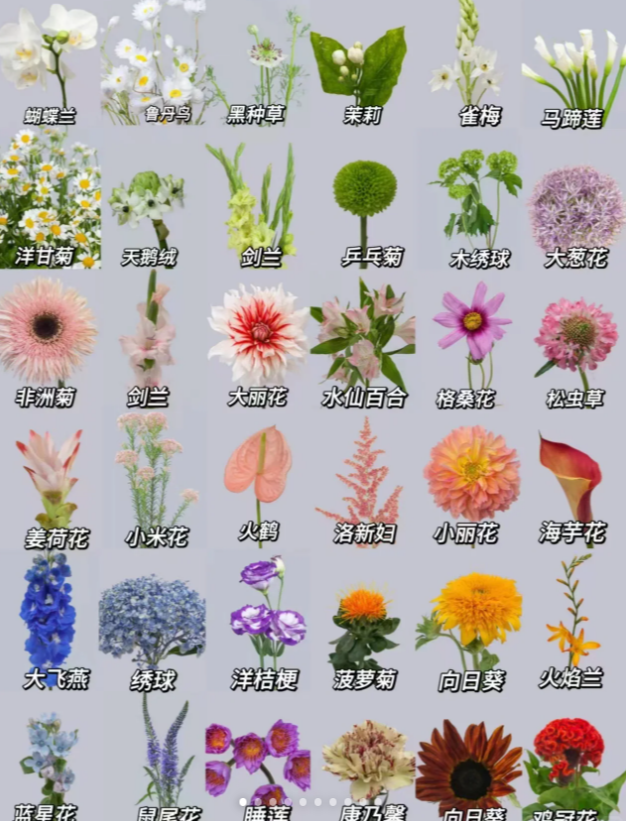 【草花】不指定不选色不选品 云南鲜花基地直发 20%不售后