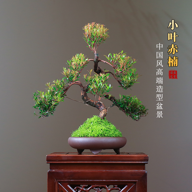 小叶赤楠盆景老桩植物花卉微景观造型金丝楠木盆栽新年办公室绿植