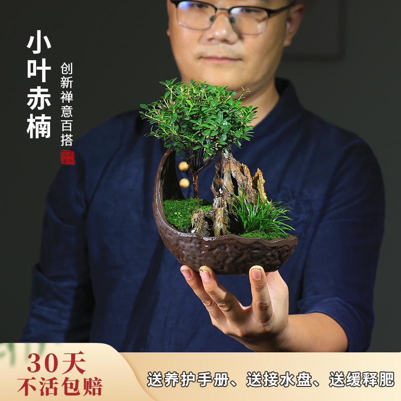 老桩赤楠盆景附石菖蒲景观室内桌面盆栽花卉绿植四季常青耐阴喜水