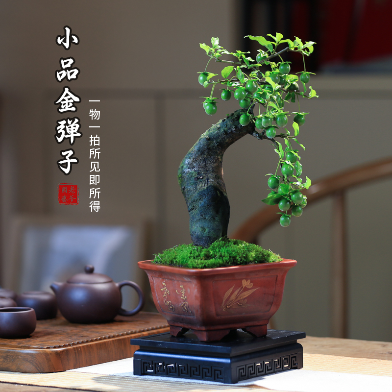 一物一拍金弹子老桩盆栽植物乔木禅意瓶兰大型精品造型盆景花卉