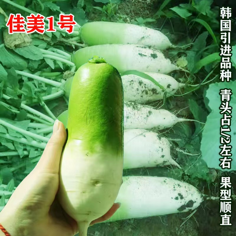 佳美1号青萝卜种子韩国引进高产不易糠心大根优质农家春夏秋季播