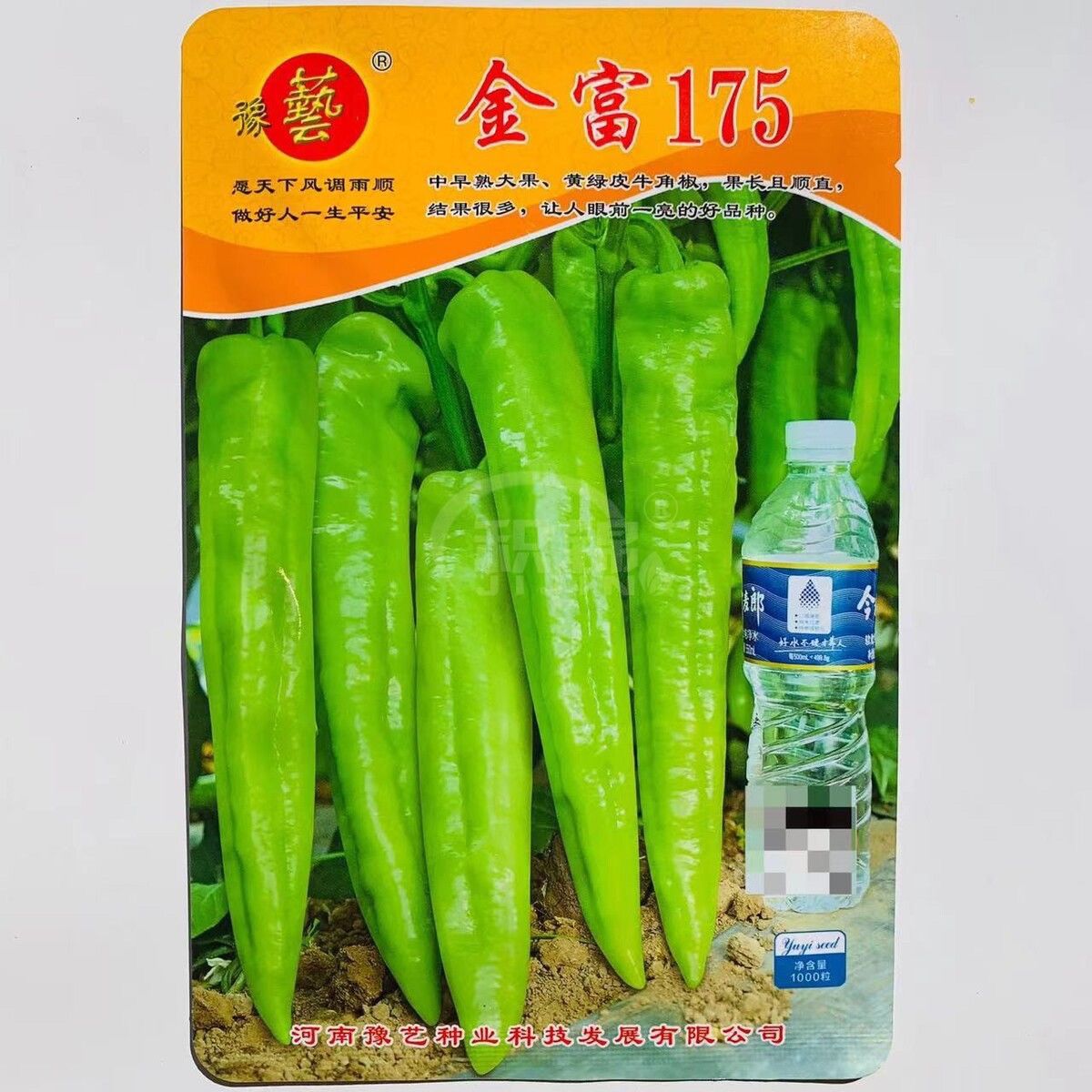大果牛角椒种子 中早熟黄绿皮大果牛角椒种籽 中辣抗病春秋播