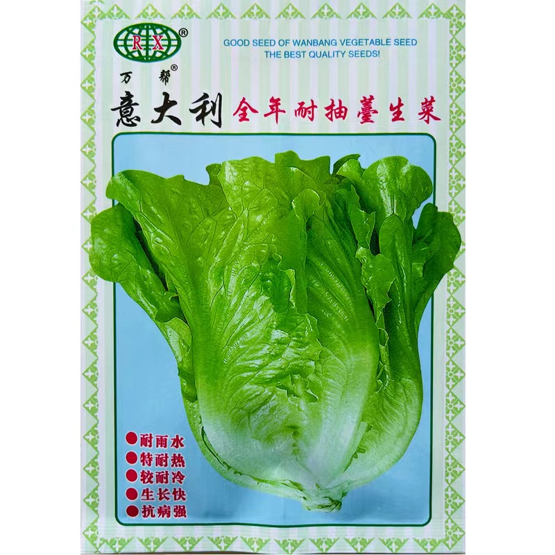 意大利生菜种子籽种阳台耐抽苔四季播种蔬菜奶油可生吃种孑籽耐寒