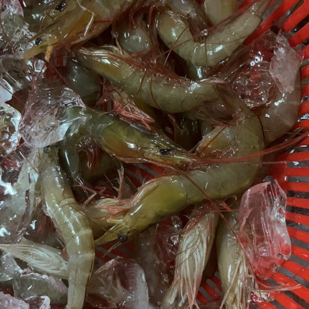 广东阳江海捕野生海虾麻虾赤爪虾1500g