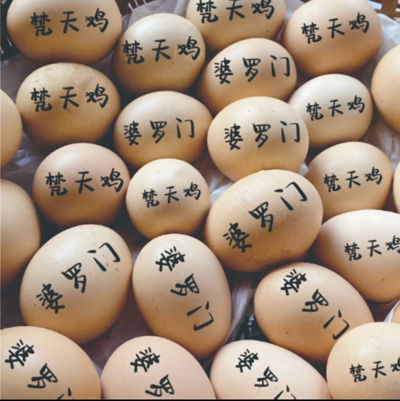 婆罗门鸡蛋受精蛋可孵化