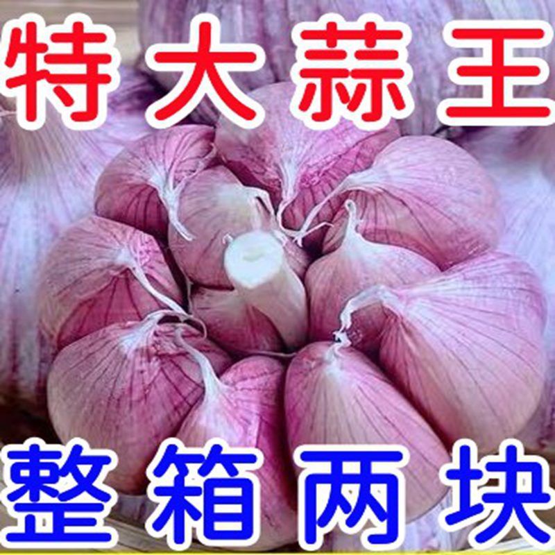 山东金乡紫皮大蒜干蒜新大蒜头装紫皮大蒜紫皮大蒜干蒜
