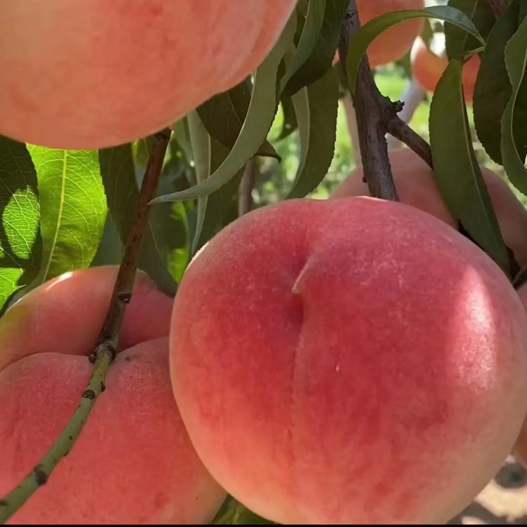 鲜山甜院桃子树苗短枝矮化盆栽地栽抗严寒耐高温