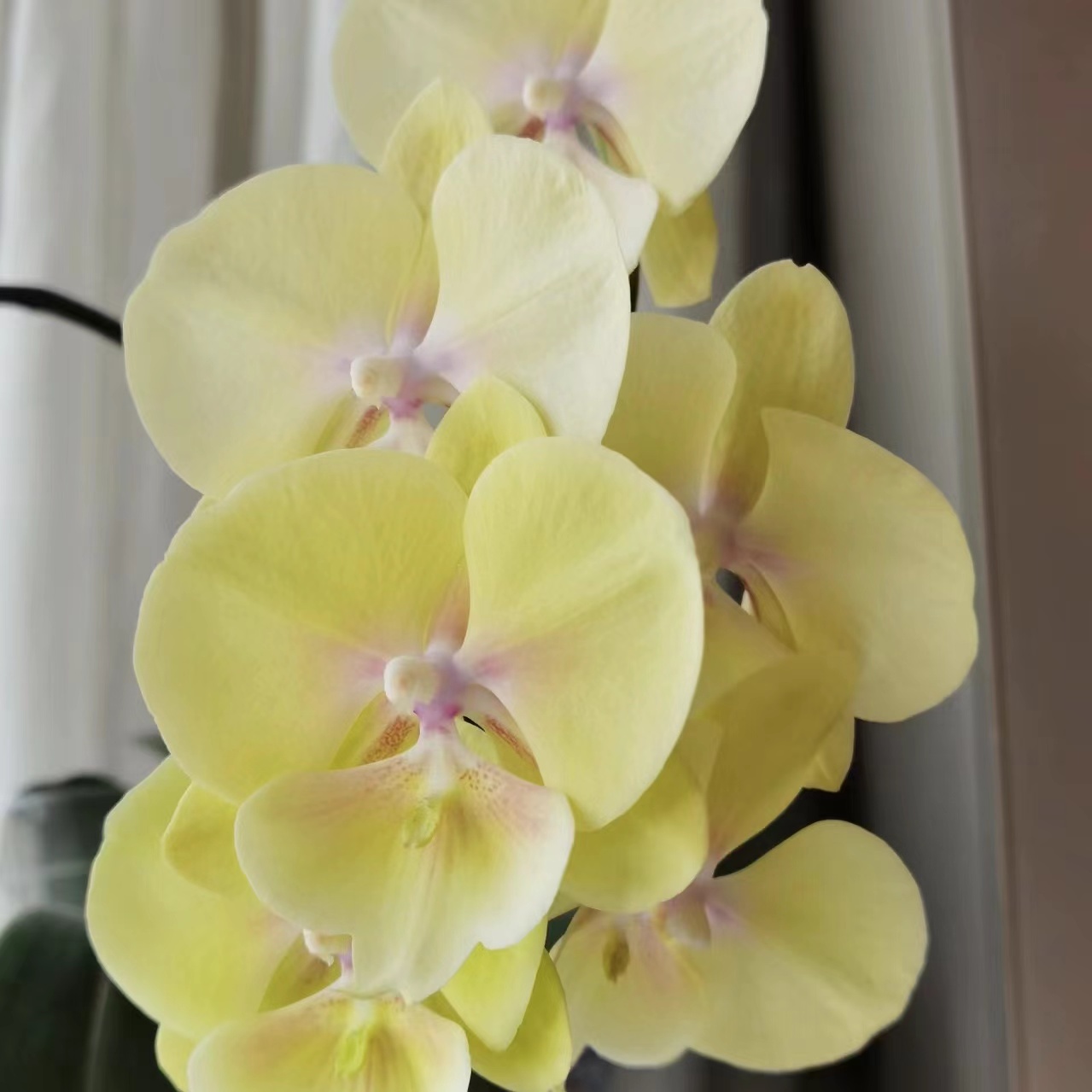 植趣蝴蝶兰【大吉大利】3.5加高苗 无花无梗