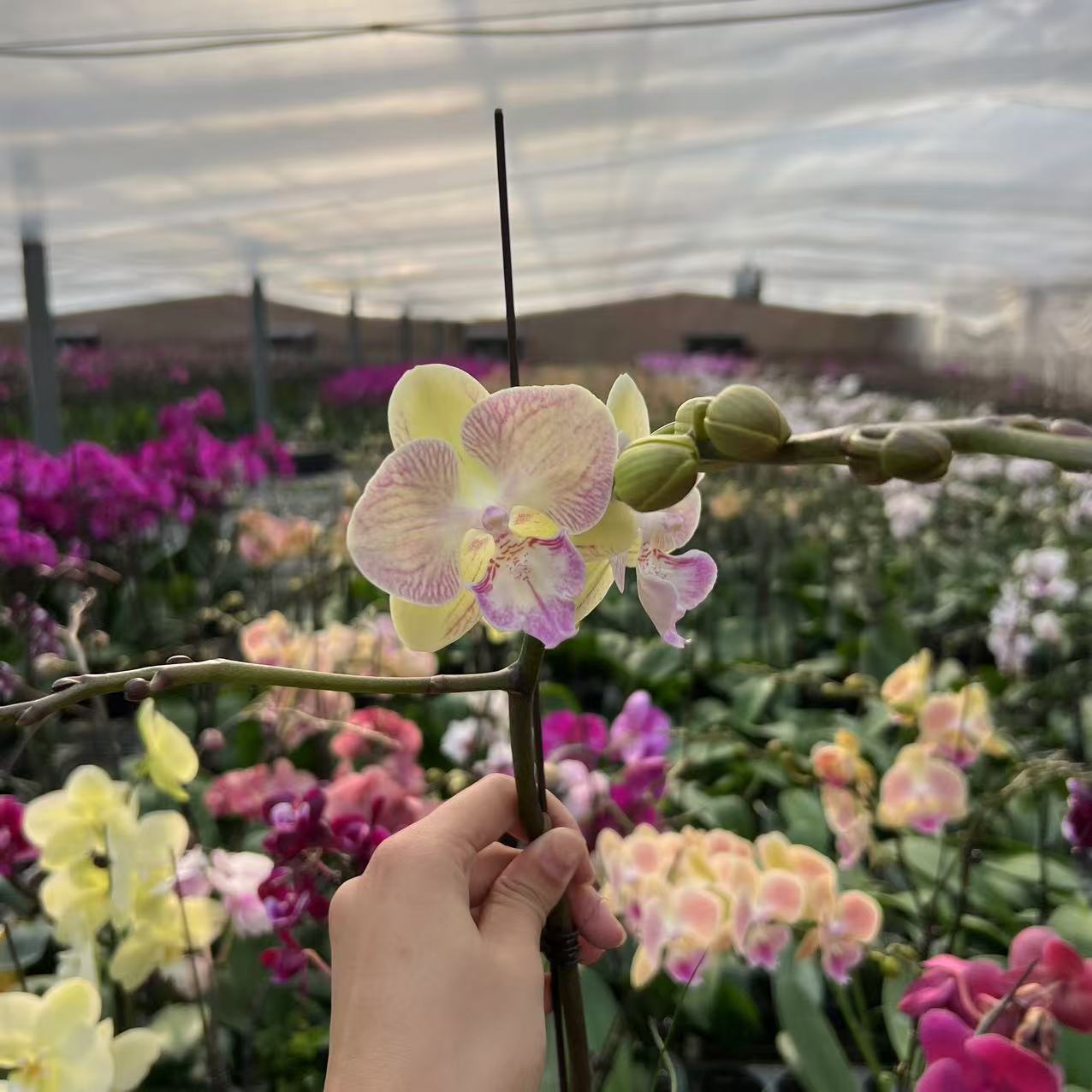 植趣【ch1657】彩虹大舌头/彩蝶3.0加高出剑苗