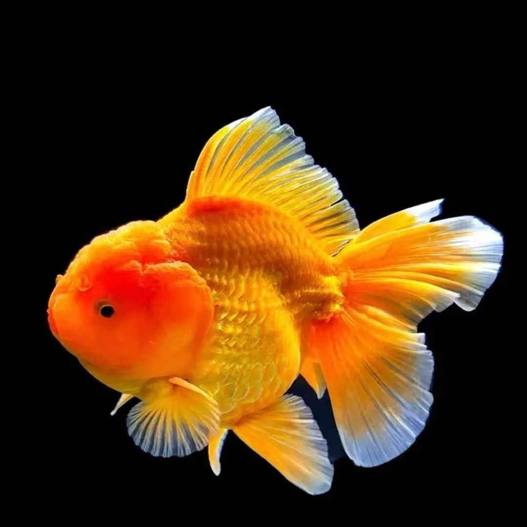 （泰狮金鱼冷水鱼包邮包活）直播间专属链接一物一拍 不选随机发货