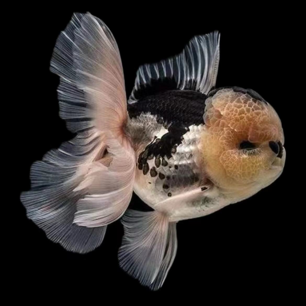 （泰狮金鱼冷水鱼包邮包活）直播间专属链接一物一拍 不选随机发货