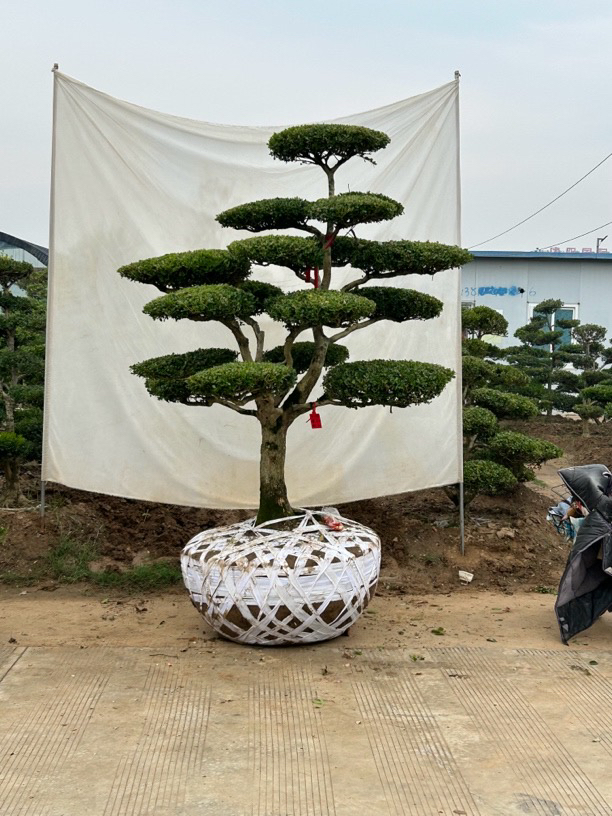 小叶黄杨造型树独杆老桩瓜子黄杨盆景小区别墅庭院造景植物花园