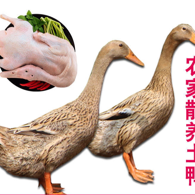 散养土鸭 杀后净重1.8-2斤土鸭