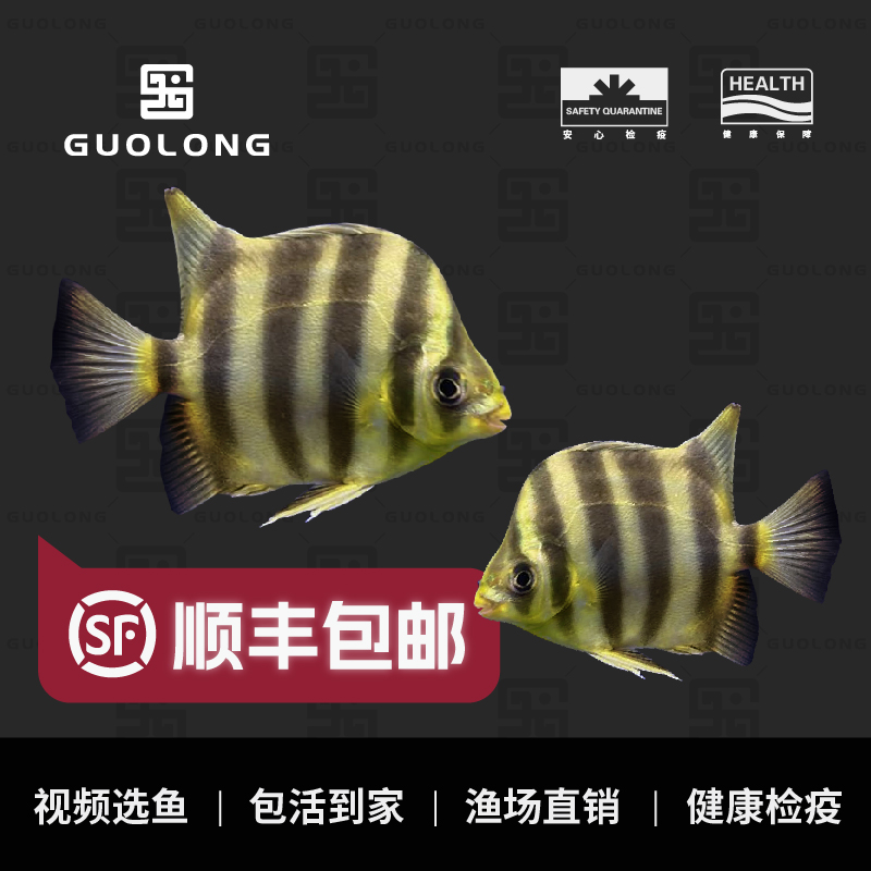 非洲金鼓鱼四棘鱼长明四纹虎金鼓鱼非洲进口观赏活体龙鱼配鱼