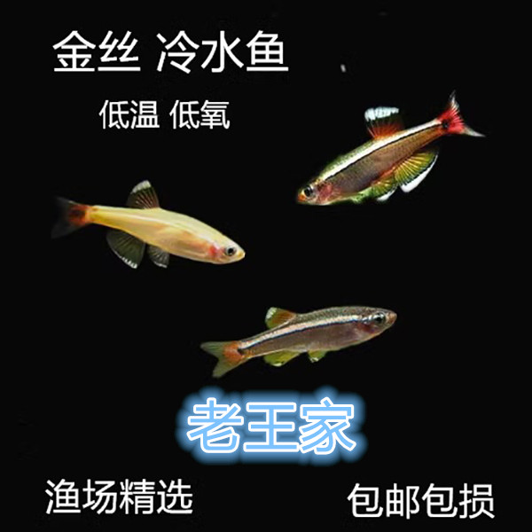 冷水鱼金丝灯鱼小型观赏鱼灯科鱼好养耐活白云金丝人工原生鱼群游