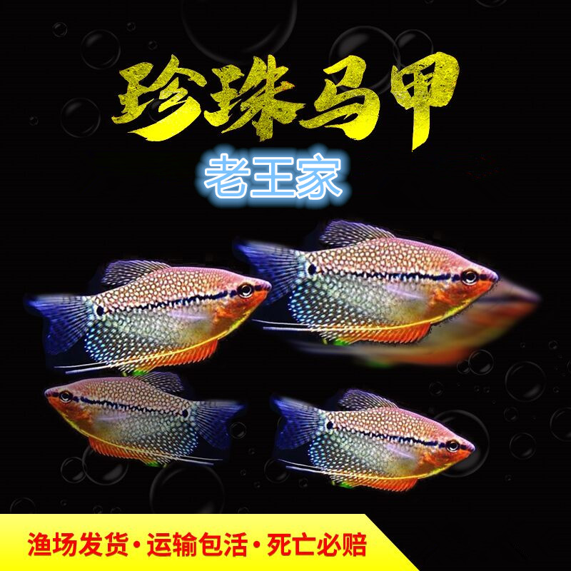 【老王家】珍珠马甲鱼新手热带鱼观赏鱼珍珠鱼淡水好养不要氧气