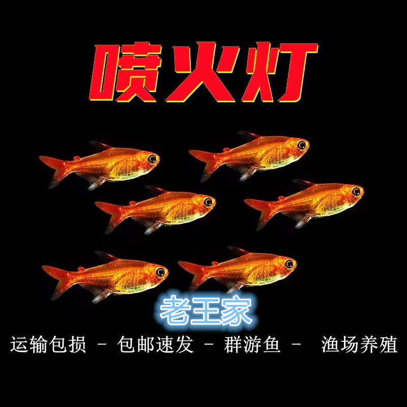 【老王家】喷火灯鱼草缸群游鱼热带鱼观赏鱼活体淡水小型鱼灯鱼好养