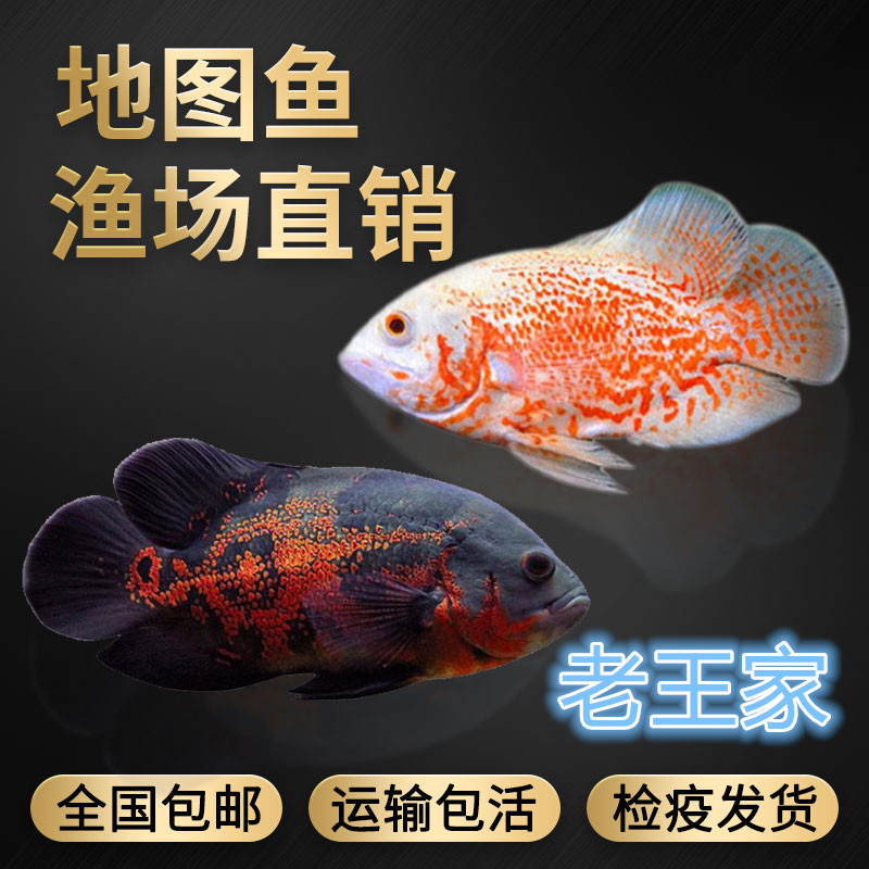 【老王家】地图鱼观赏鱼活体红鹦鹉鱼中大型鱼猪仔鱼热带鱼