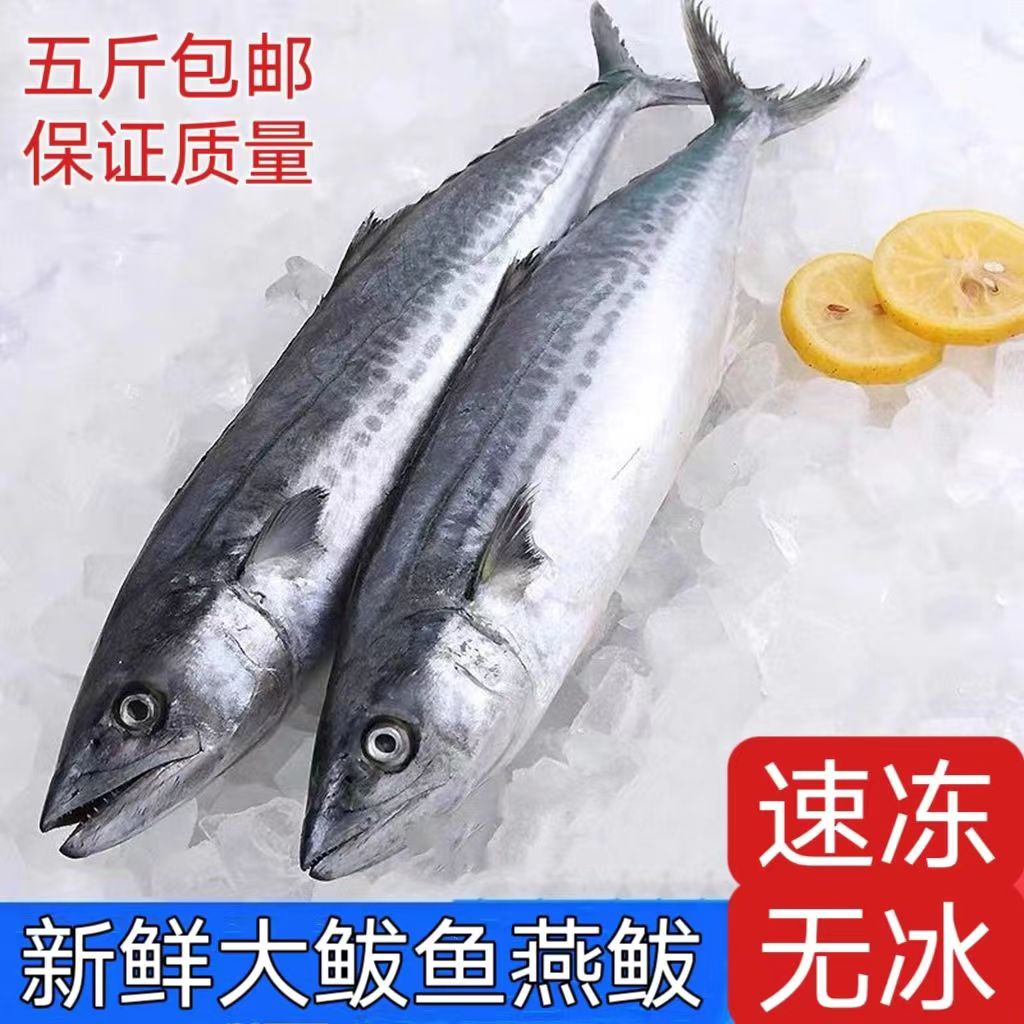 【无冰】 新鲜鲅鱼 鲜活野生大号马鲛鱼  燕尾鲅鱼  海鱼  海鲜肉厚