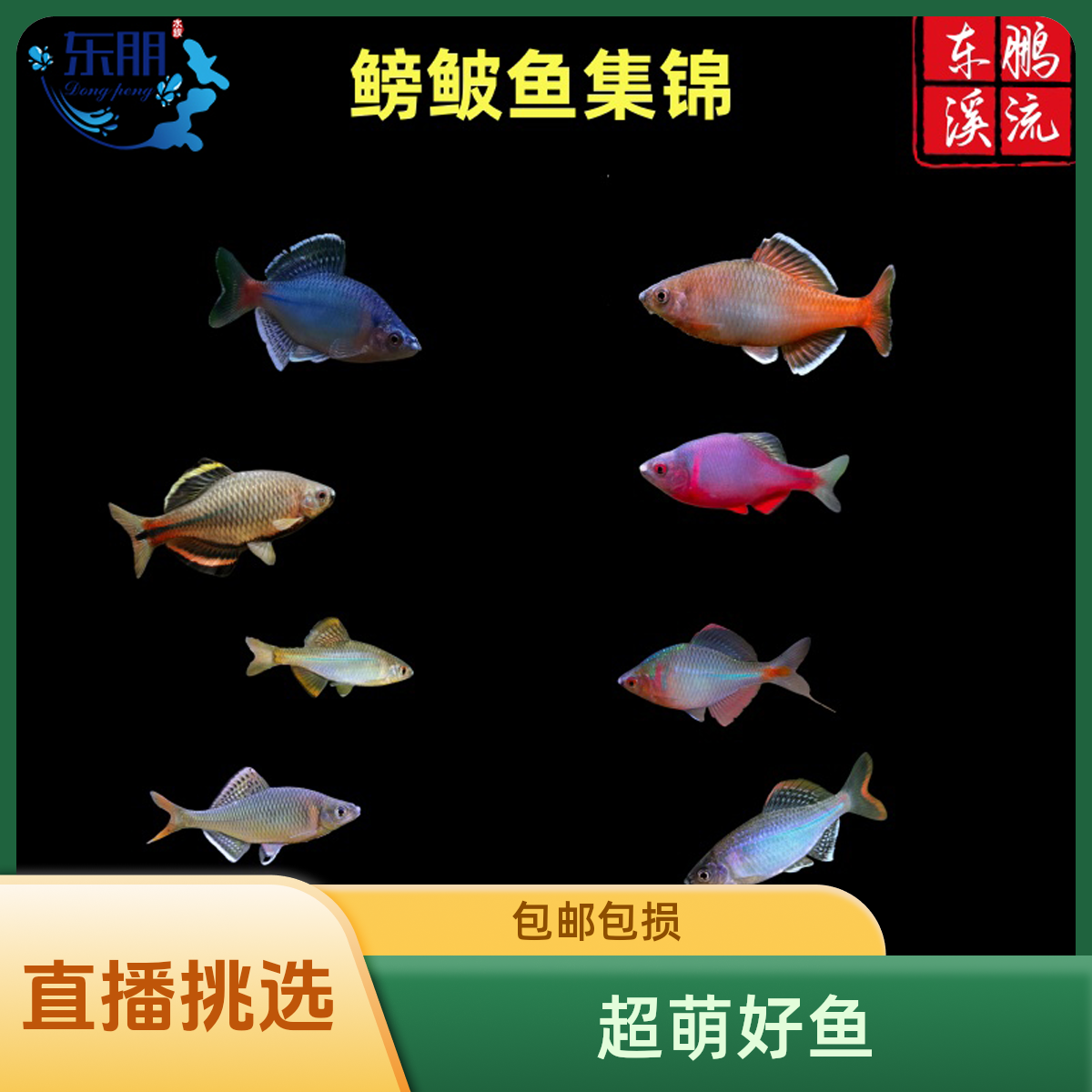 直播红边金边鳑鲏齐式鱊观赏鱼火山鳑鲏漳州齐金边白边须鱊鳑鲏鱼