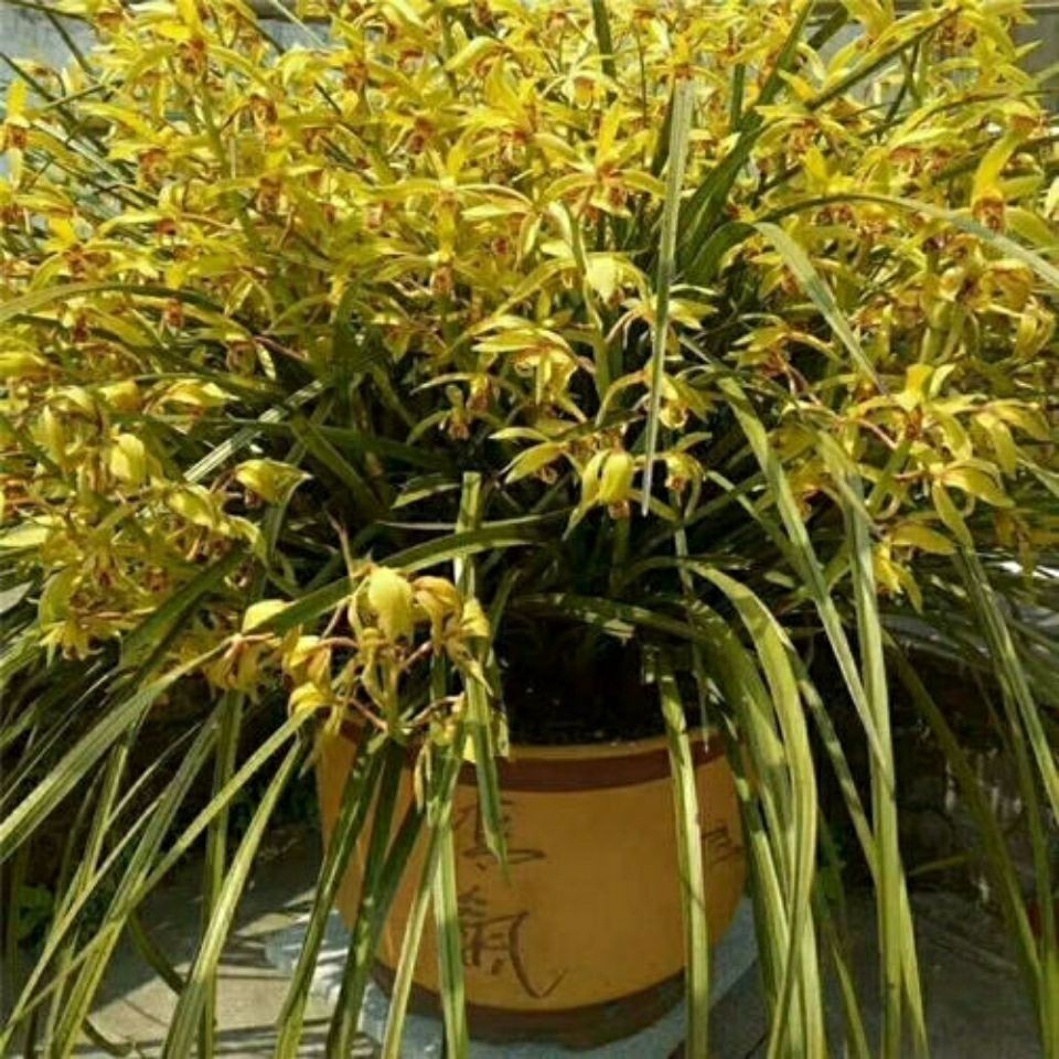 春兰蕙兰浓香型好养易活自然苗