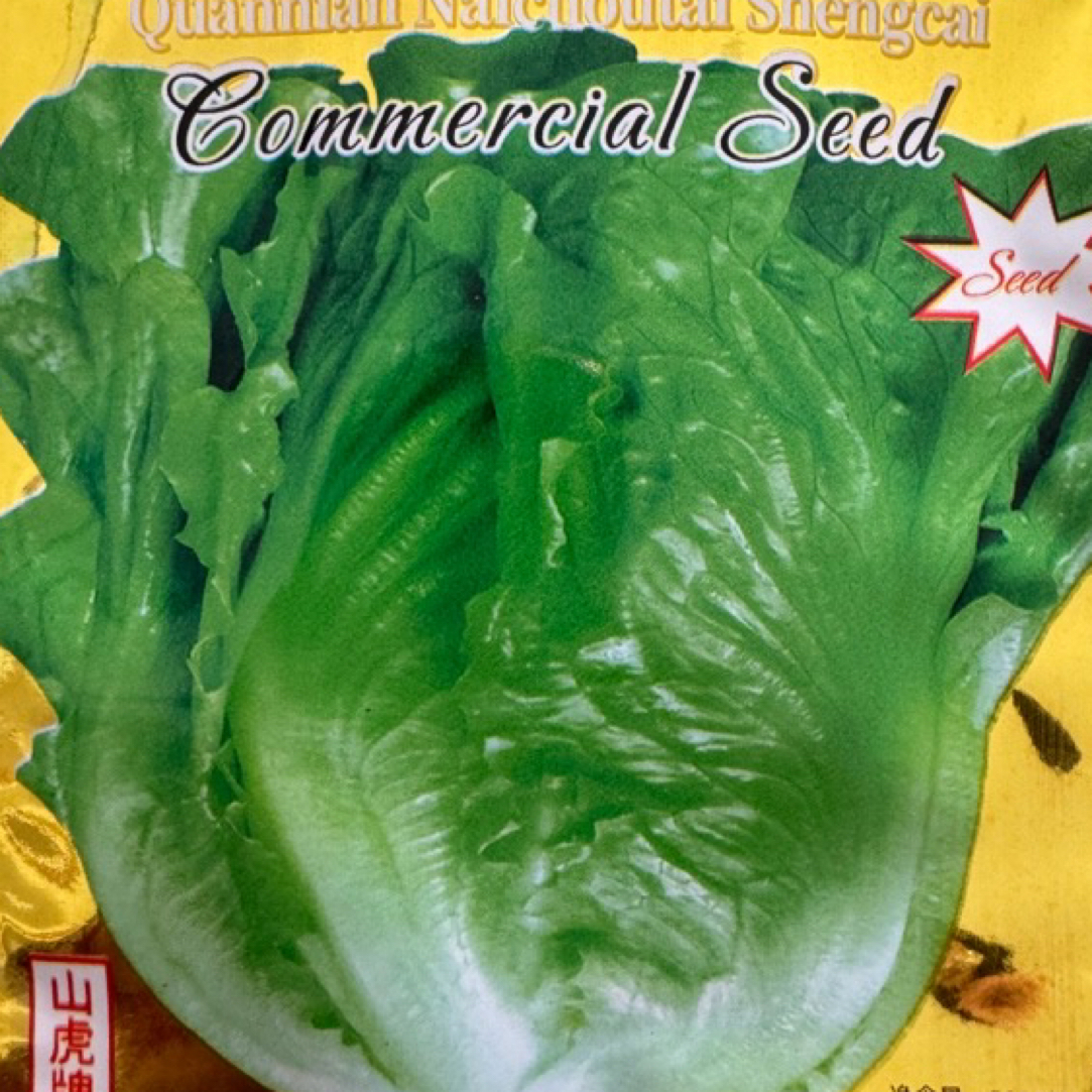 耐抽苔大生菜籽一年四季