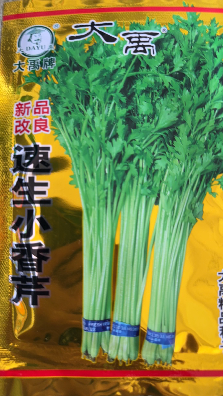 四季小香芹籽一年四季都能种6000粒左右