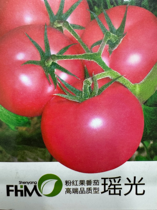 瑶光粉红果番茄，适合大棚陆地种植