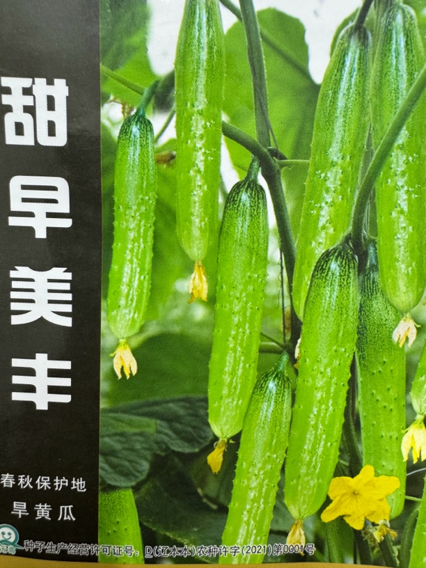 甜完美丰旱黄瓜籽适合越冬棚早春棚，晚秋棚种植