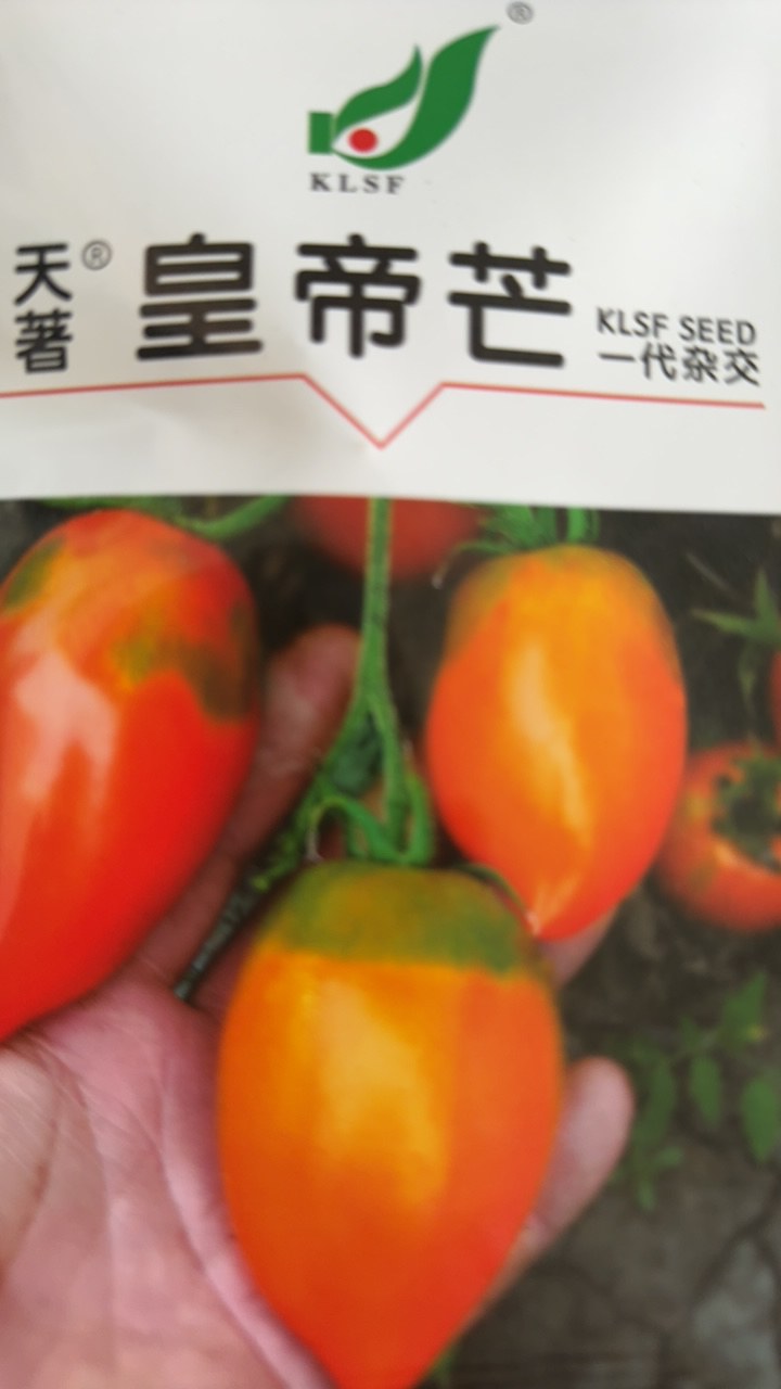 皇帝芒柿子籽200粒左右