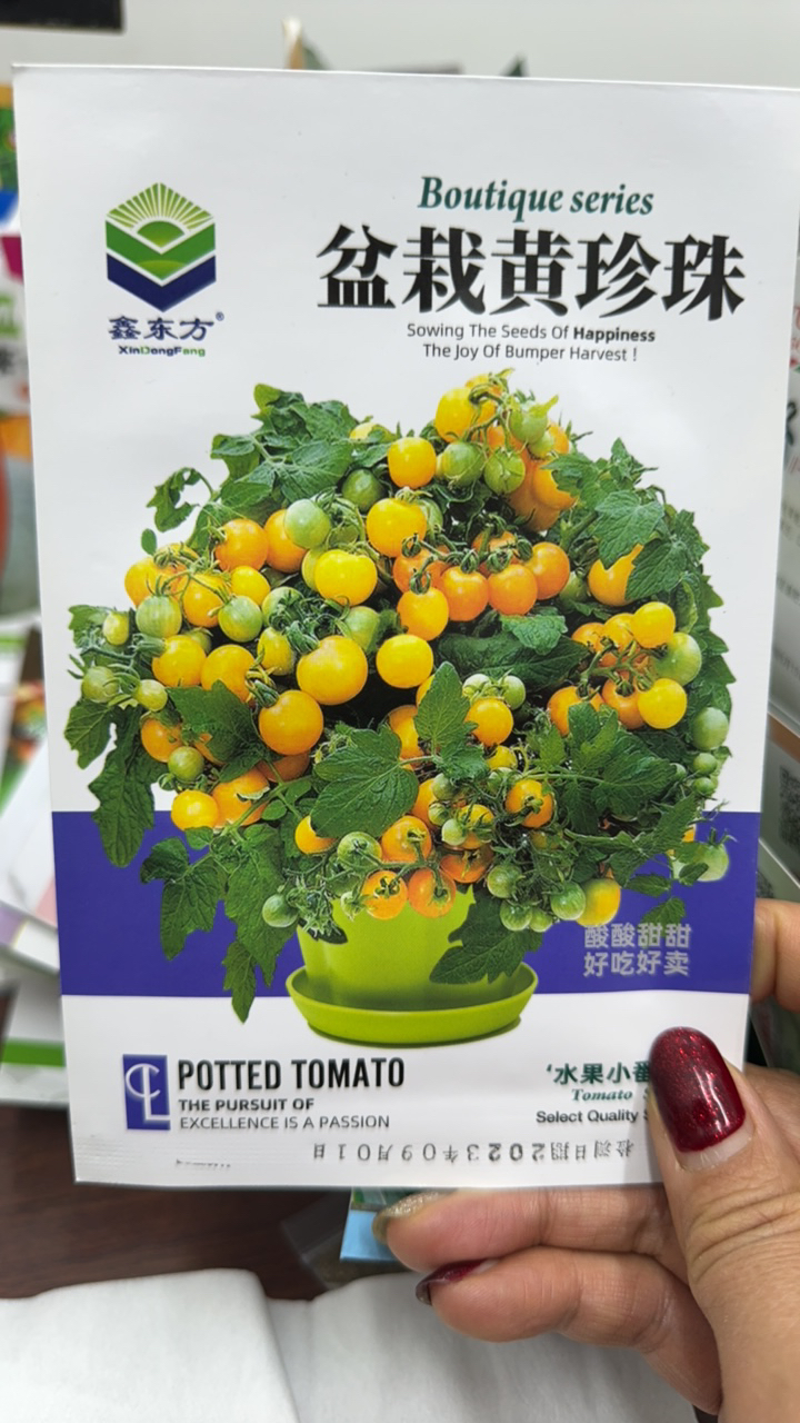 盆栽小柿子籽红加黄一袋50粒左右