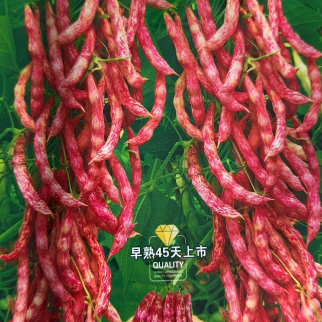 摇钱树红金钩豆角籽