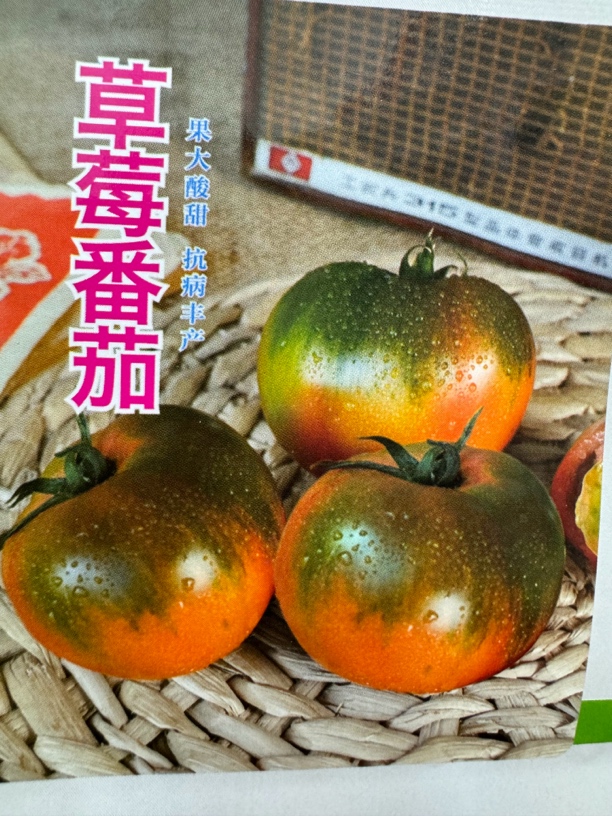 草莓番茄籽，适合大棚陆地种植