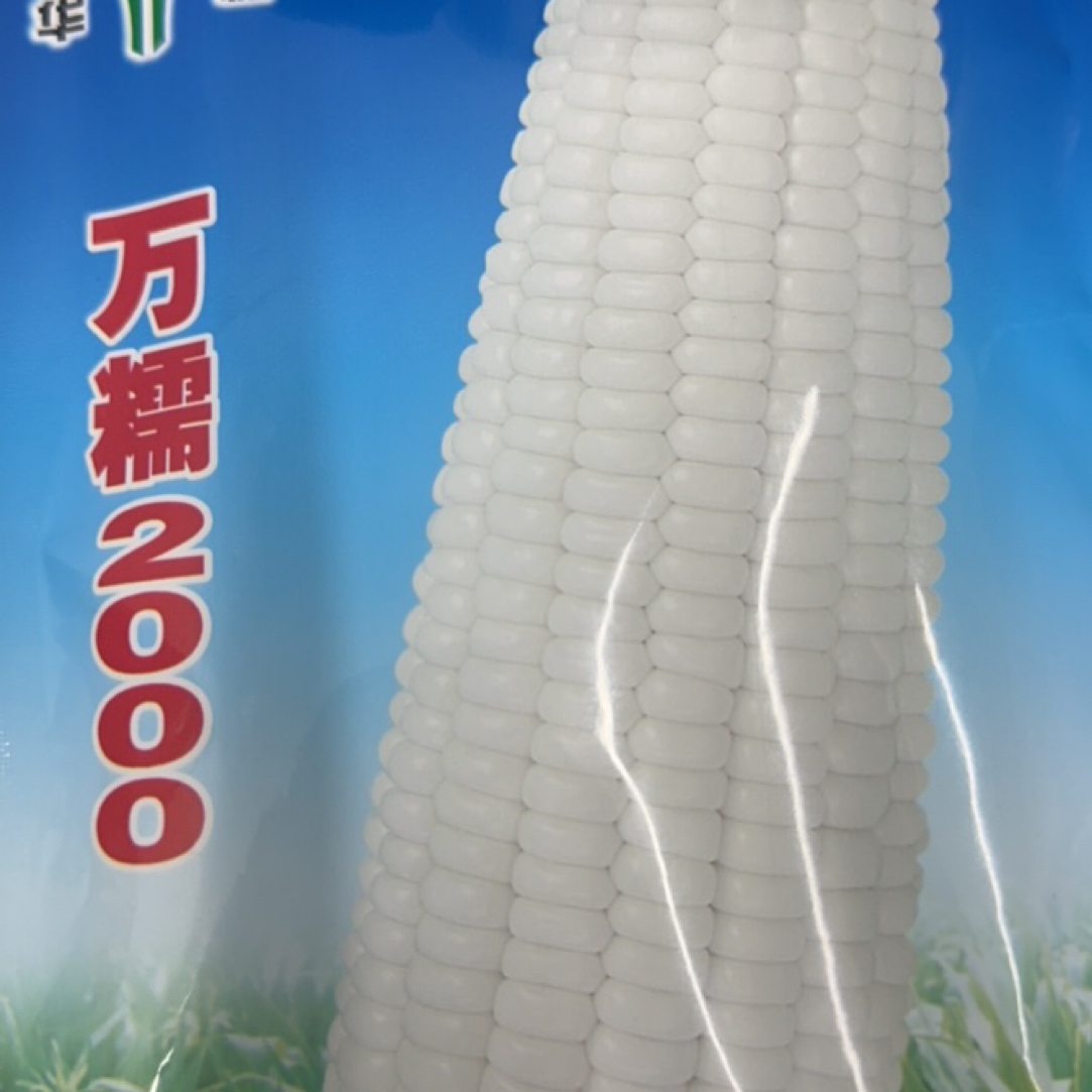 万糯两千粘玉米籽