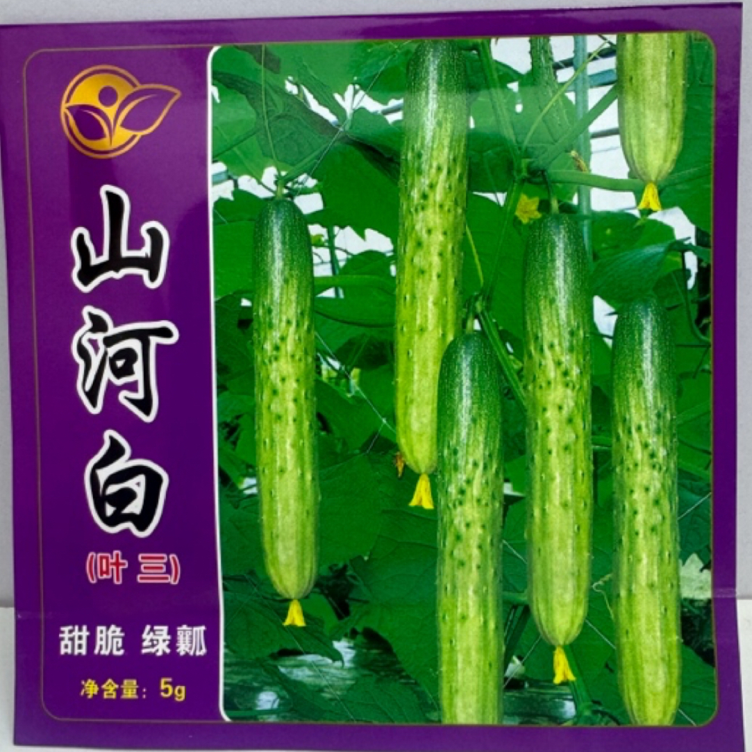 山河白叶三旱黄瓜，春秋种植，清香甜脆，一尺长不爱老