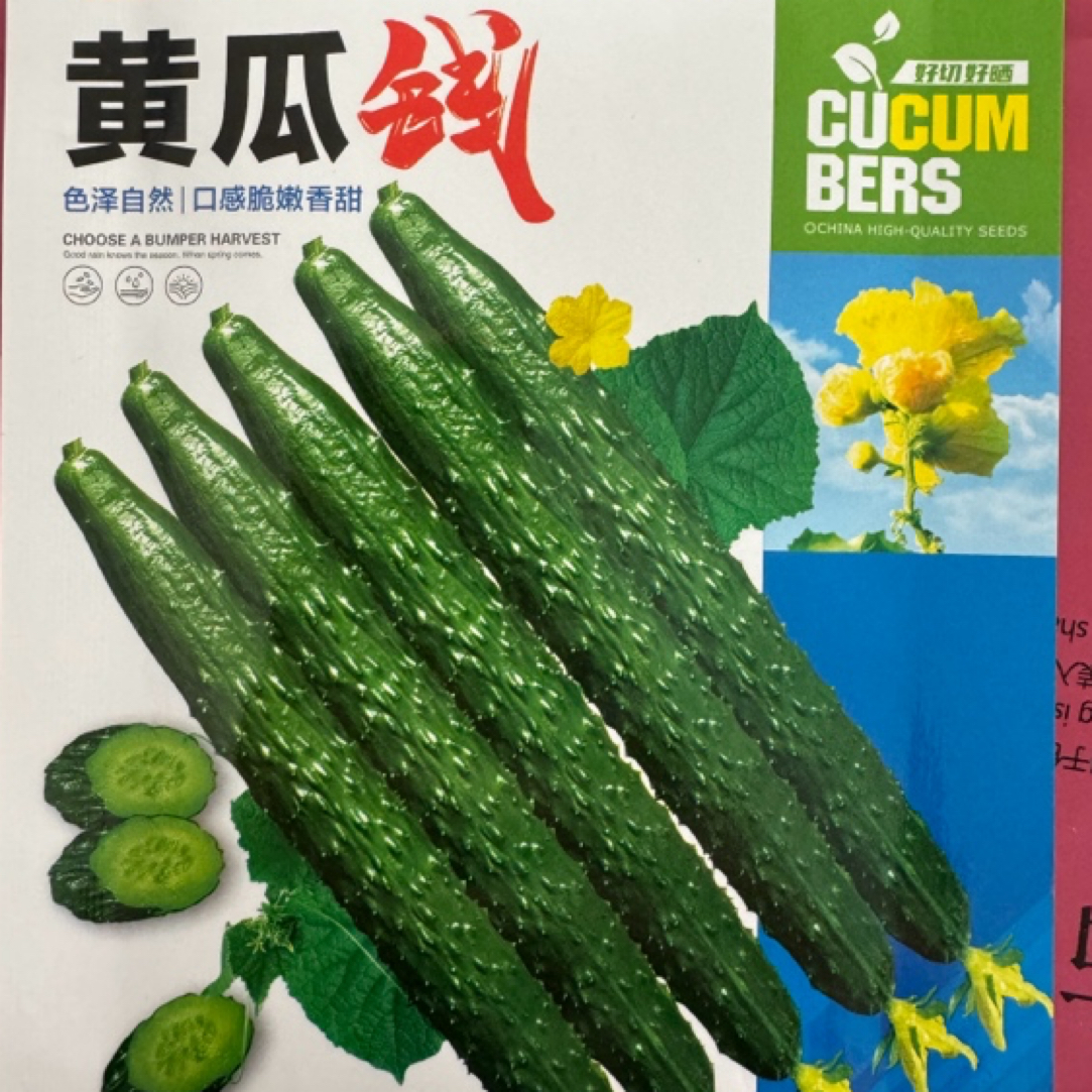 黄瓜钱绿皮绿肉水黄瓜子