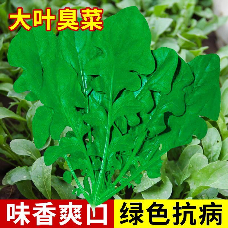 大叶臭菜种子东北芝麻菜籽臭菜籽春秋季盆栽阳台菜园野菜蔬菜种子