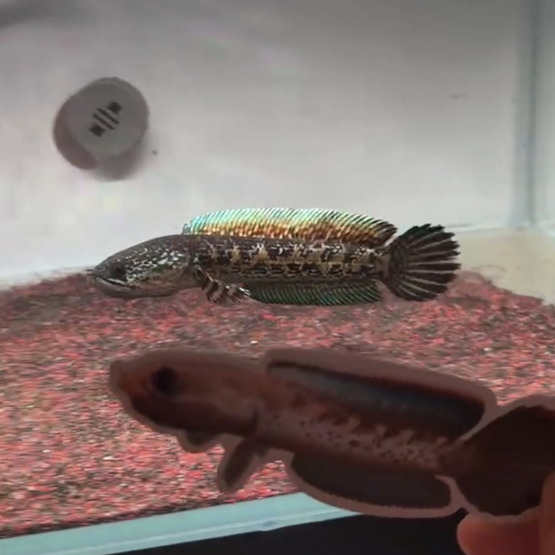 雷龙鱼观赏鱼黄金眼镜蛇鱼苗中大型热带鱼凶猛淡水鱼