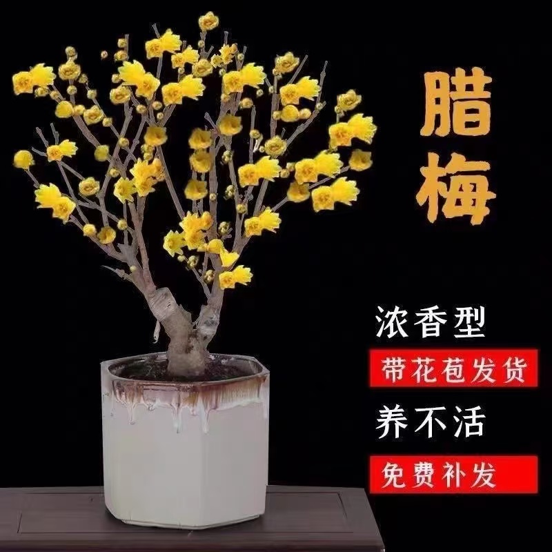 【38天开花】素心腊梅花树苗浓香型耐寒阳台庭院南方北方红梅花盆栽