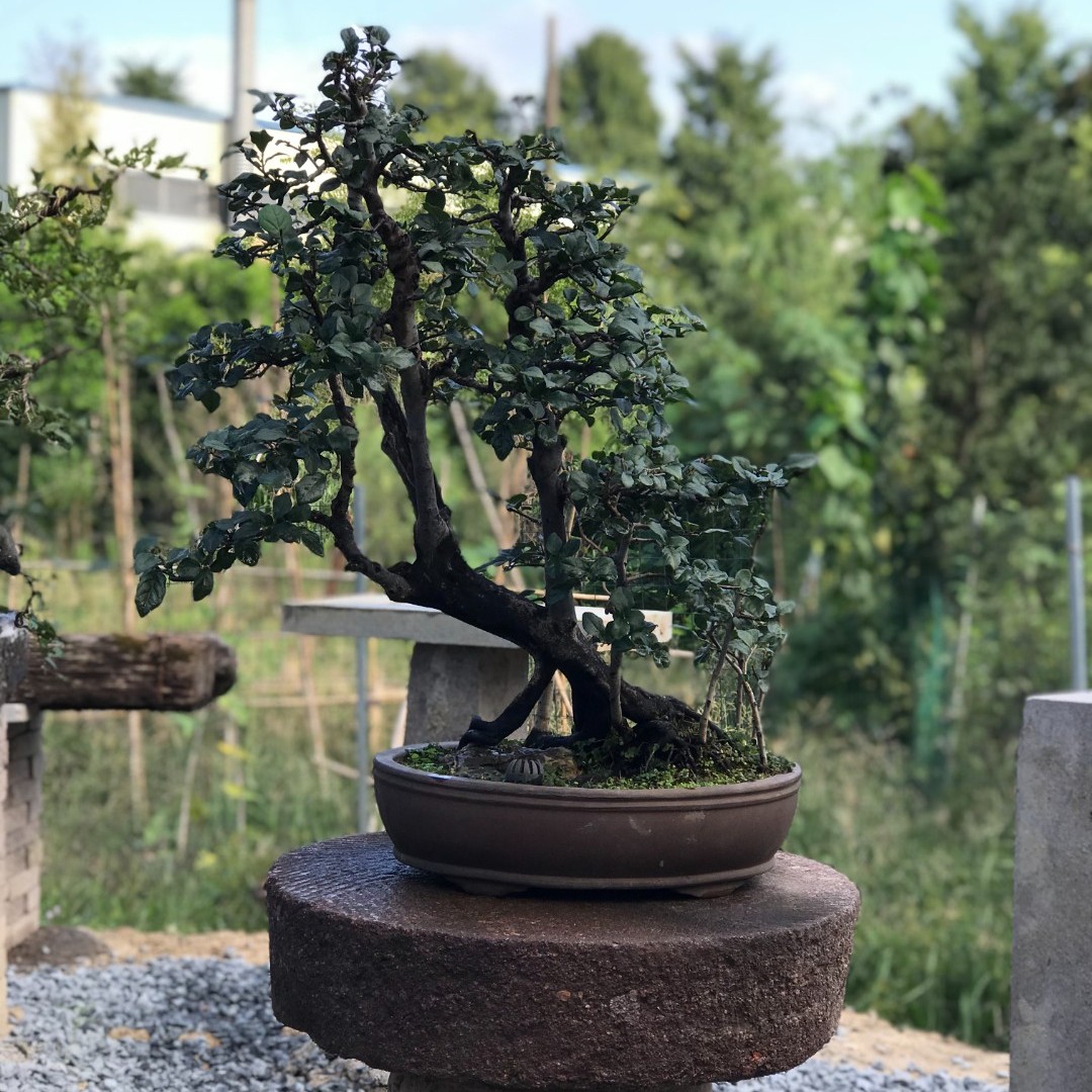 林境精品老鸦盆景一物一拍1050