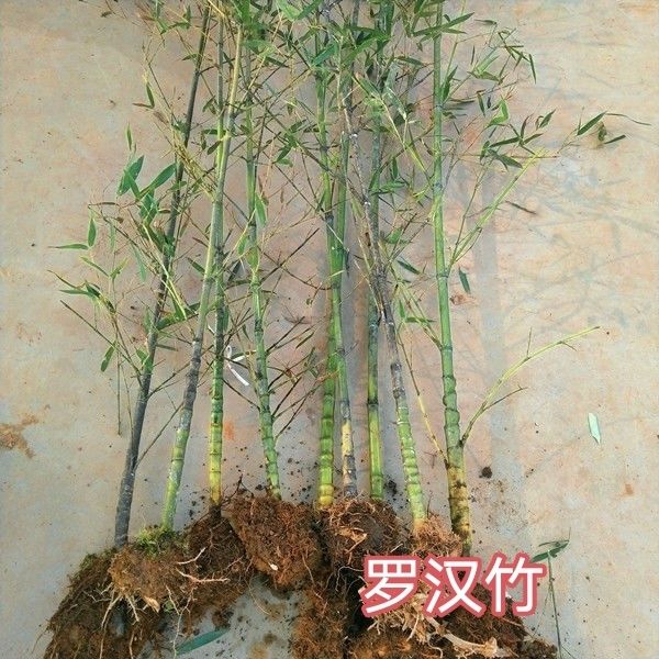 罗汉竹紫竹盆栽庭院绿化景观竹苗四季常青竹子树苗北方耐寒植物