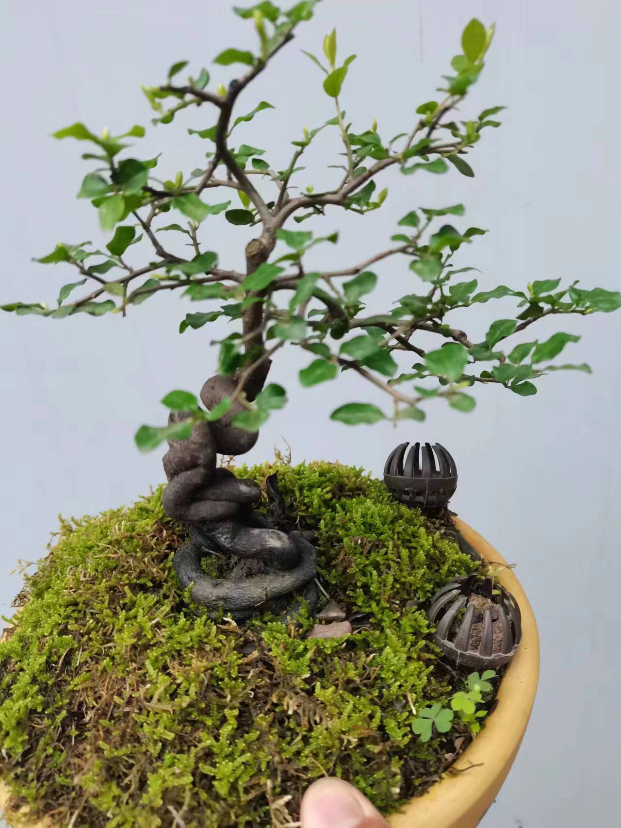 金弹子盆景素材一桩一拍