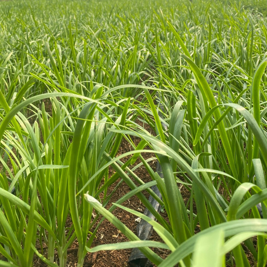 【汇峰农场】头茬安心韭菜  新鲜现割  京东/顺丰快递