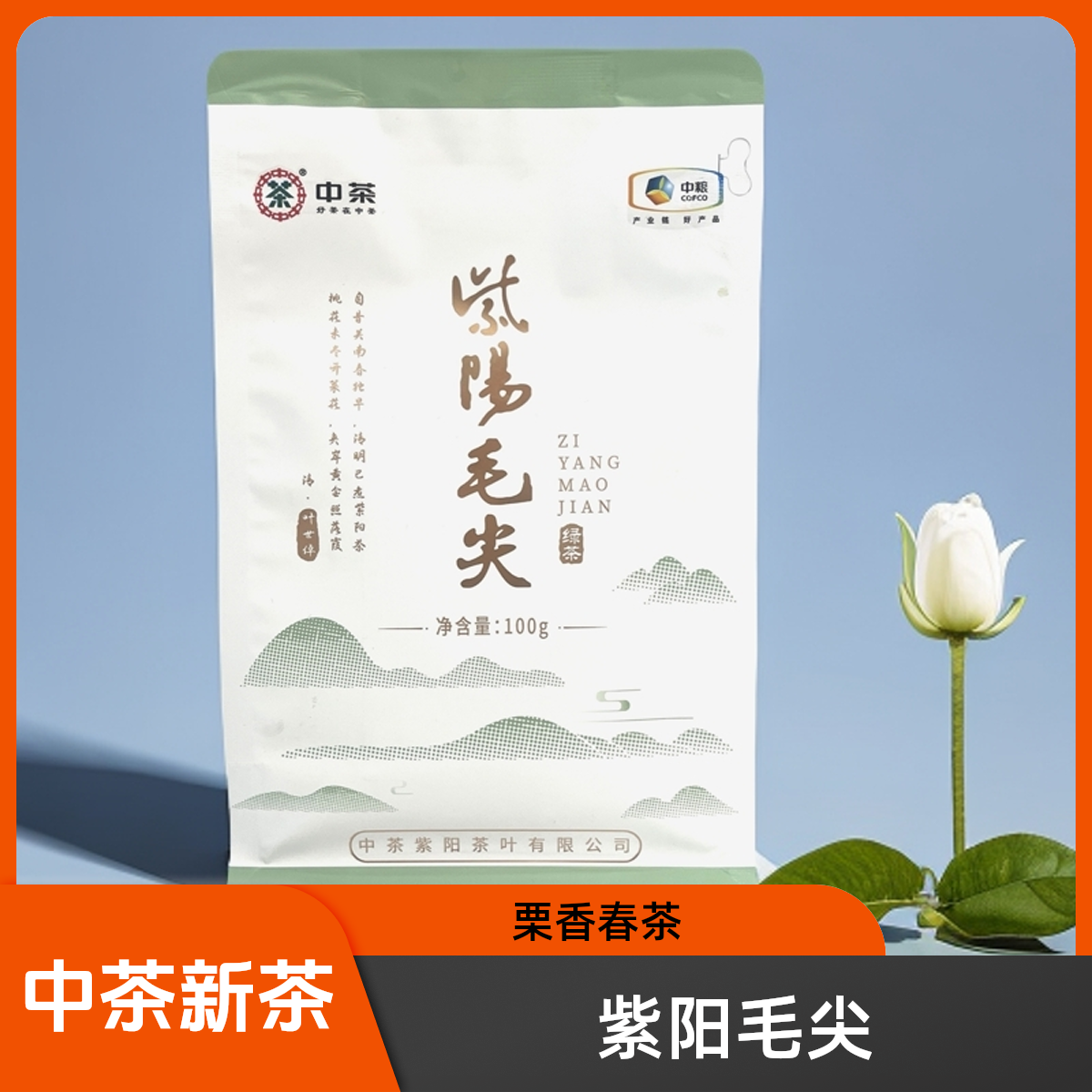 中茶2025年紫阳毛尖茶 新茶上市 浓香耐泡  100g袋