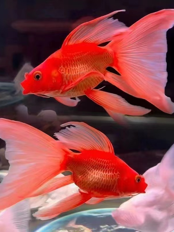 纯种蝴蝶鲤红蝶13-15厘米精品观赏鱼饲养活体发货